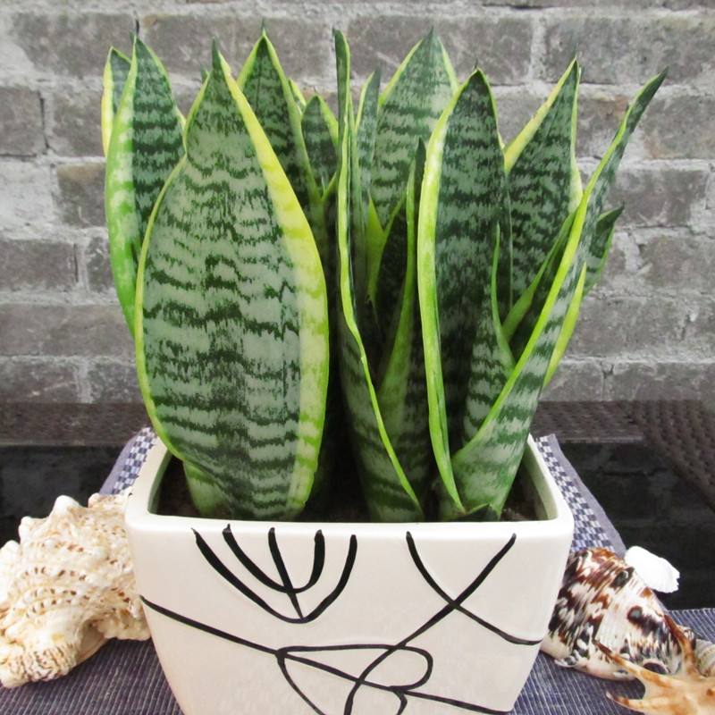 【家居风水】大师说家里养这些植物可以生财挡灾