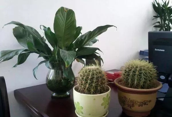 办公室植物摆放风水禁忌（二）