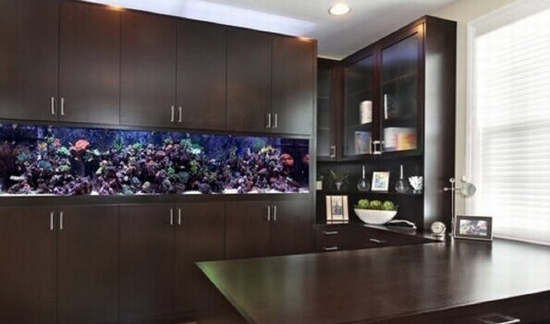 养鱼风水让你财运有余