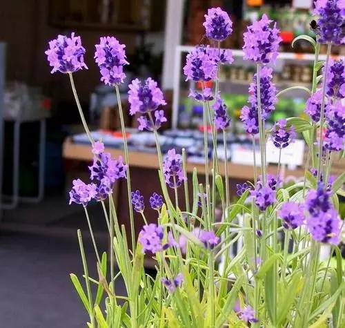 吐氧增湿，三种最适合秋冬摆放卧室内的盆栽