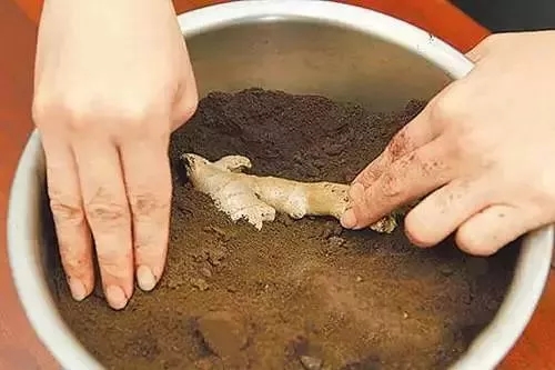 冬季储存生姜有妙招！这样做保存半年都没问题