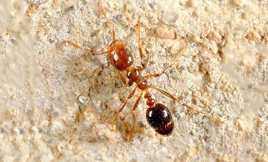 家里出现白蚁，它到底有什么危害？