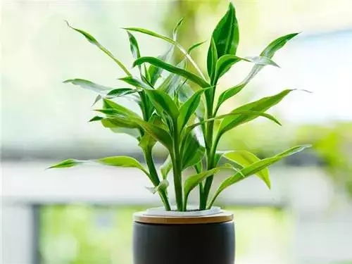 冬天能缓解室内干燥的五种植物，建议收藏