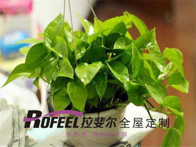 拉斐尔全屋定制|绿萝真的能除甲醛吗？答案是......